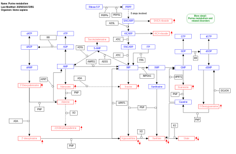 Purine metabolism