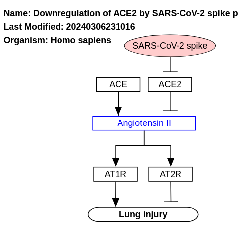 Downregulation of ACE2 by SARS-CoV-2 spike protein