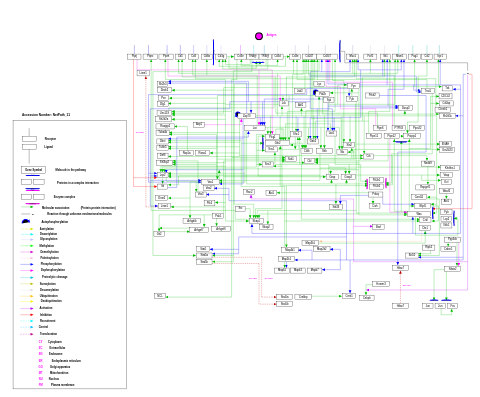 T cell receptor signaling pathway