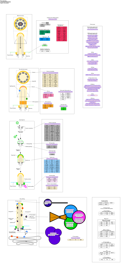 Ciliopathies