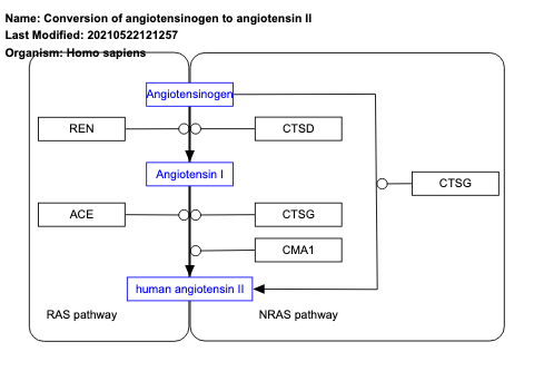 Conversion of angiotensinogen to angiotensin II 