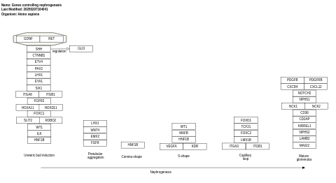 Genes controlling nephrogenesis