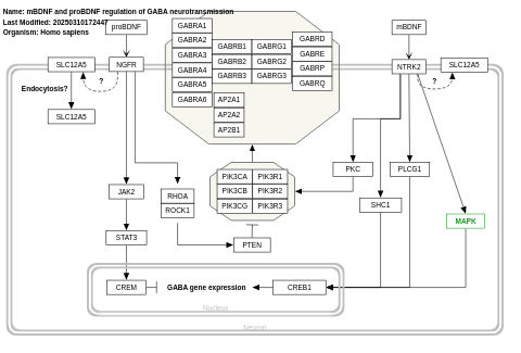 mBDNF and proBDNF regulation of GABA neurotransmission