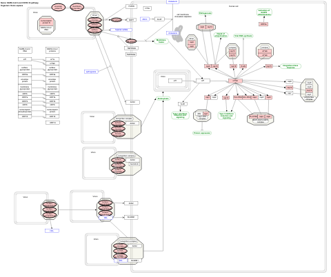 SARS-CoV-2 and COVID-19 pathway