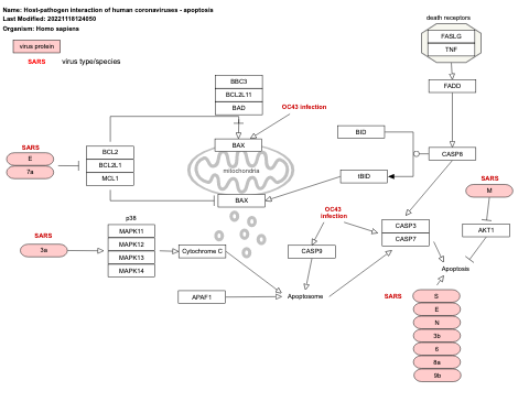 Host-pathogen interaction of human coronaviruses - apoptosis