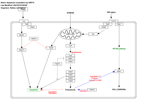 Apoptosis modulation by HSP70