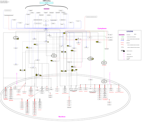 CAMKK2 pathway