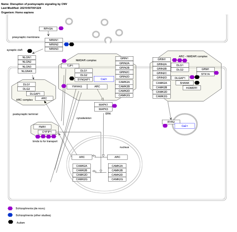 Disruption of postsynaptic signaling by CNV