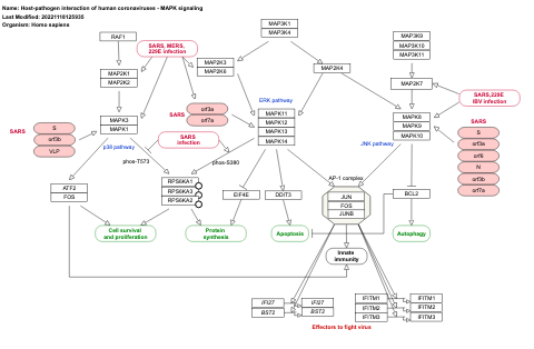 Host-pathogen interaction of human coronaviruses - MAPK signaling