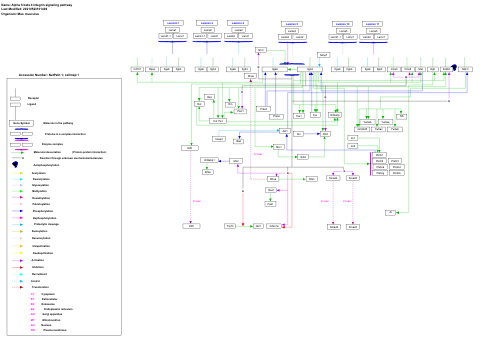 Alpha 6 beta 4 integrin signaling pathway