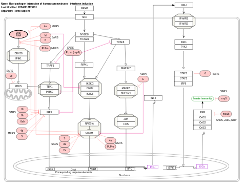 Host-pathogen interaction of human coronaviruses - interferon induction