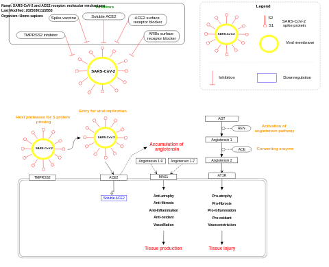 SARS-CoV-2 and ACE2 receptor: molecular mechanisms