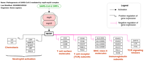 Pathogenesis of SARS-CoV-2 mediated by nsp9-nsp10 complex