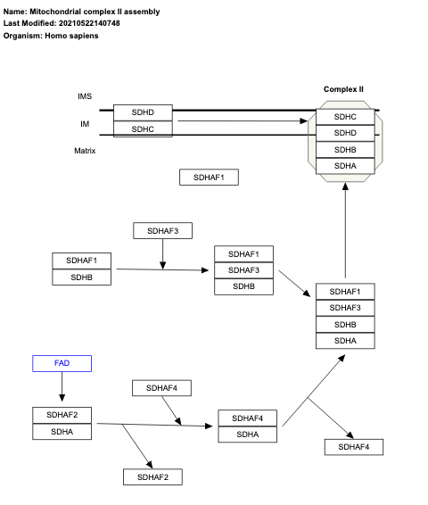 Mitochondrial complex II assembly