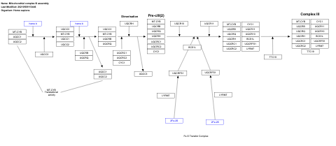 Mitochondrial complex III assembly