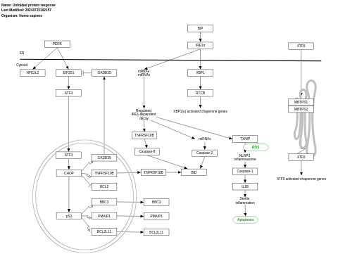 Unfolded protein response