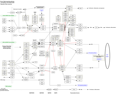 Mapk signaling pathway