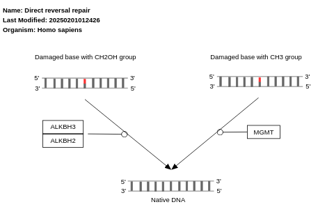 Direct reversal repair