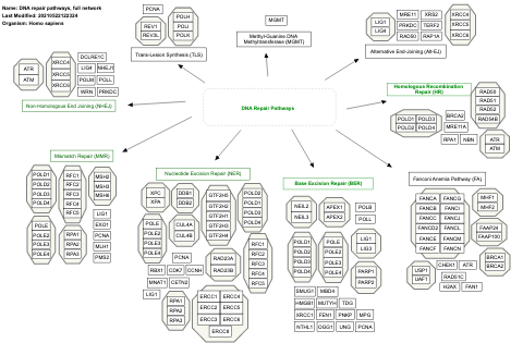 DNA repair pathways, full network