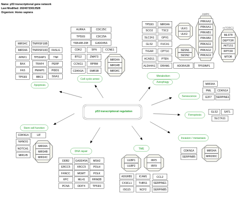 p53 transcriptional gene network