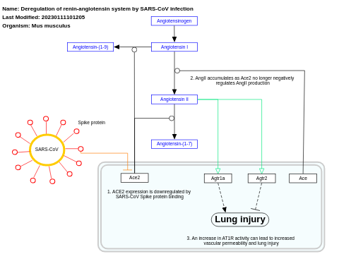 Deregulation of renin-angiotensin system by SARS-CoV infection