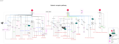 Galanin receptor pathway
