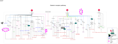 Galanin receptor pathway