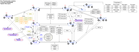 Phosphoinositides metabolism