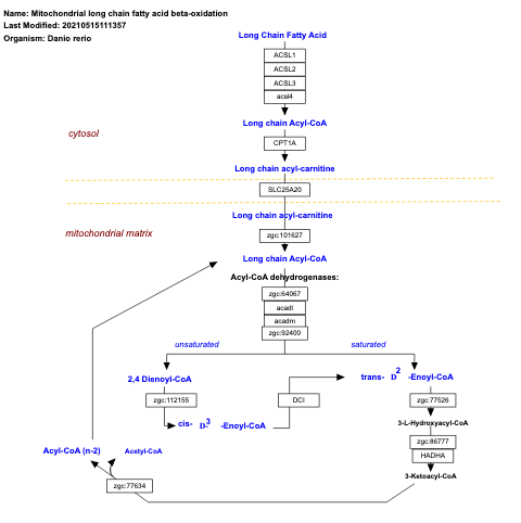 Mitochondrial long chain fatty acid beta-oxidation