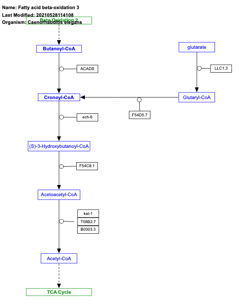 Fatty acid beta-oxidation 3