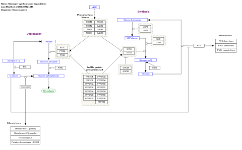 Glycogen synthesis and degradation