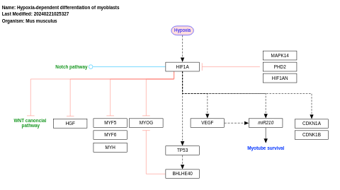 Hypoxia-dependent differentiation of myoblasts