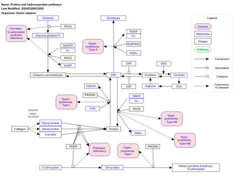 Proline and hydroxyproline pathways