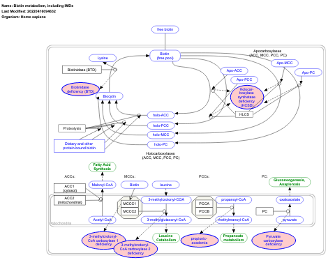 Biotin metabolism, including IMDs