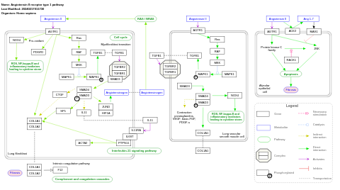 Angiotensin II receptor type 1 pathway