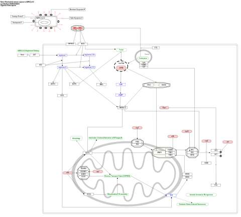 Mitochondrial immune response to SARS-CoV-2