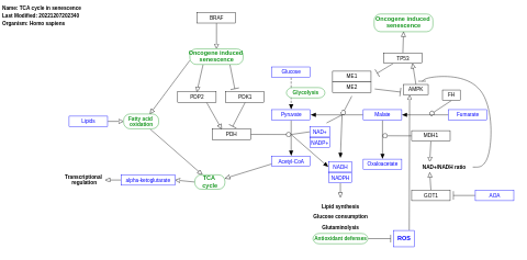 TCA cycle in senescence