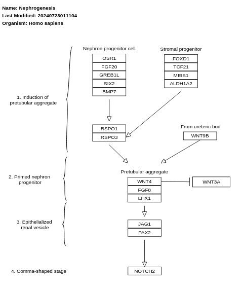 Nephrogenesis