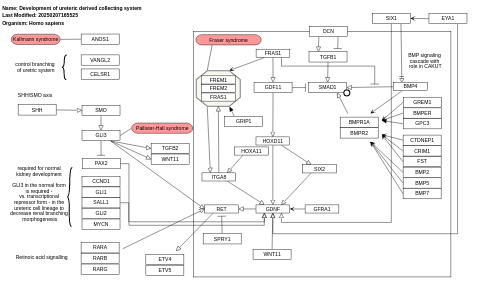 Development of ureteric collection system