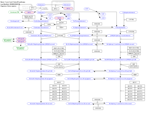 7-oxo-C and 7-beta-HC pathways