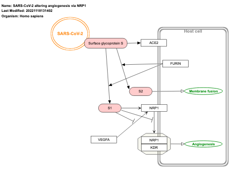 SARS-CoV-2 altering angiogenesis via NRP1