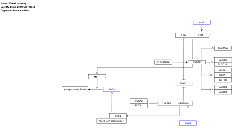 FOXA2 pathway