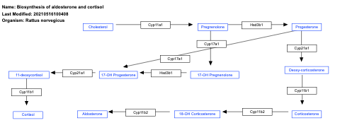 Biosynthesis of aldosterone and cortisol