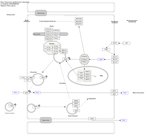 Vasopressin-regulated water reabsorption