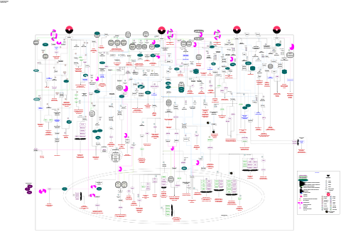 Opioid receptor pathways