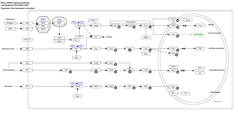 MAPK signaling pathway