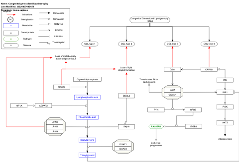 Congenital generalized lipodystrophy