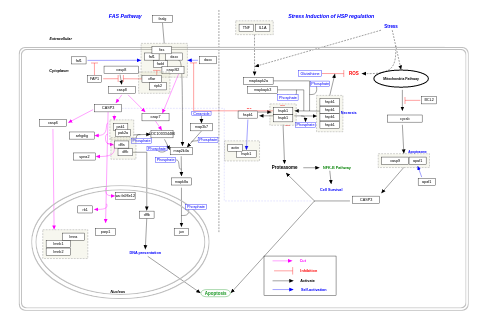 FAS pathway and stress induction of HSP regulation