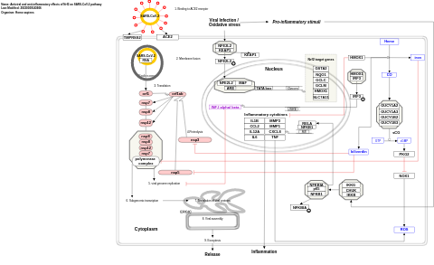 Antiviral and anti-inflammatory effects of Nrf2 on SARS-CoV-2 pathway