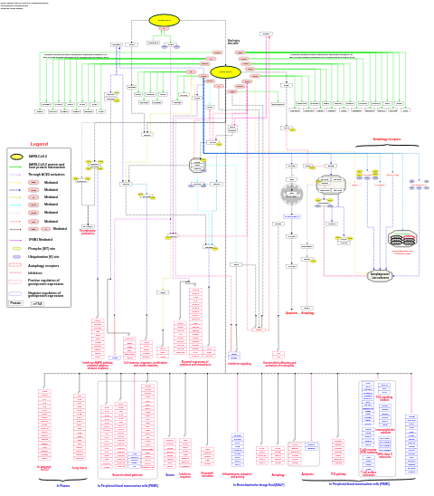 Network map of SARS-CoV-2 signaling pathway
